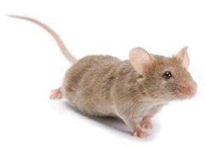 Mouse in house Fall