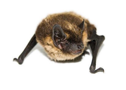 big brown bat