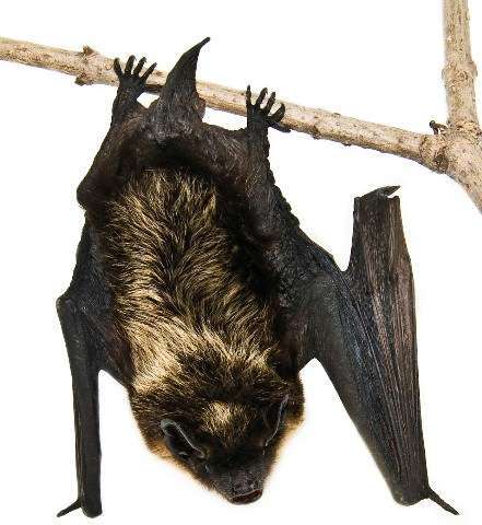 bat flying in house
