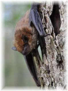 Bat Maintenance Program
