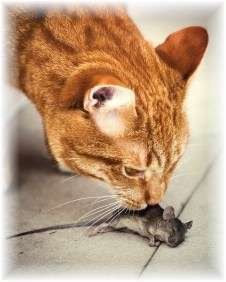 rodenticide_cats