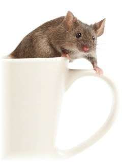 Mouse in house