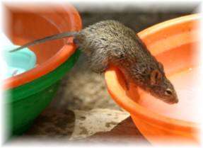 Rodent Control