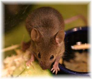mouse_eating